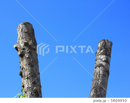 Sawed tree trunks on blue sky background. Sawed tree trunks on blue sky background. 5609950