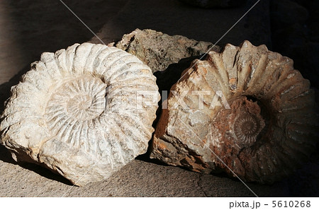 Ammonites Ammonites 5610268