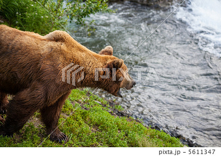 Bear on Alaska Bear on Alaska 5611347