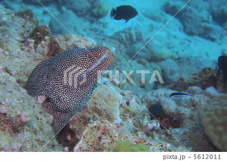 うつぼちゃん 5612011