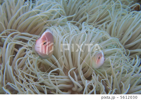 クマノミ 5612030