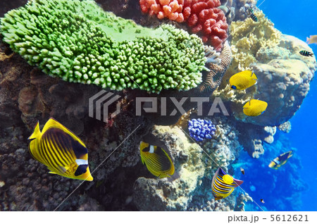 Coral and fish in the Red Sea.Egypt 5612621