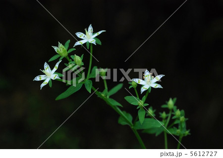 アケボノソウ 5612727