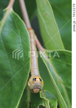 オオゴマダラエダシャク 5613279