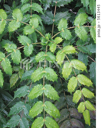 ヒイラギナンテンと雨模様 5613445