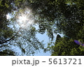 夏の森林 5613721