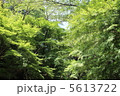 夏の森林 5613722