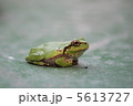 カエル 5613727