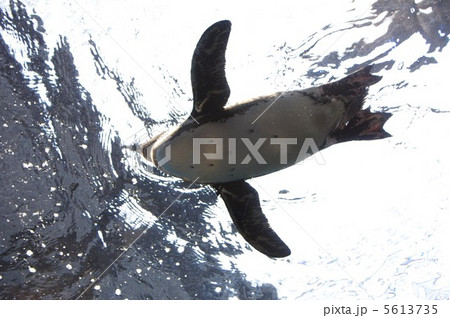 ケープペンギン ケープペンギン 5613735