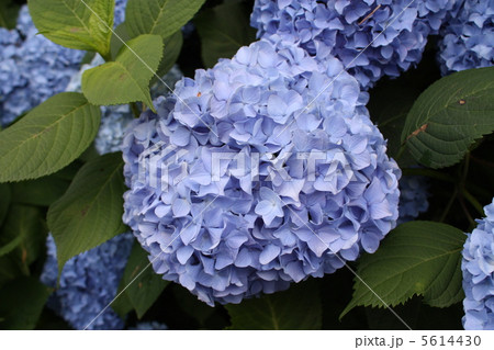 紫陽花 5614430