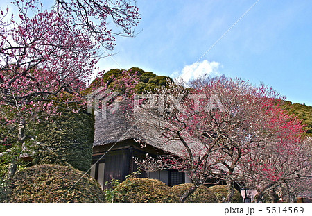 百草園の梅 5614569