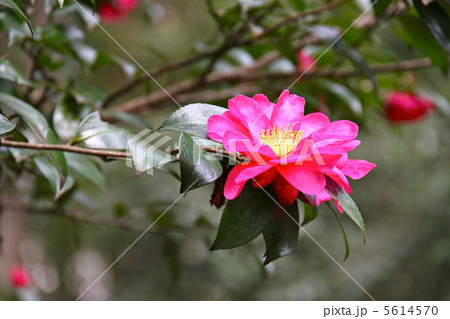 山茶花 5614570