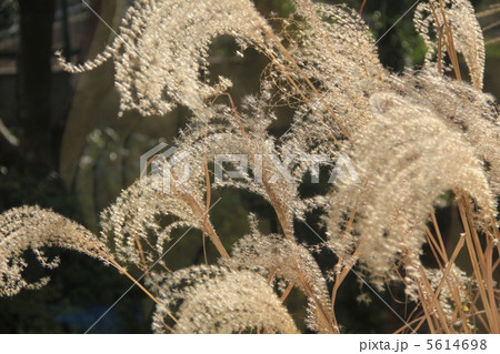 陽光に光る枯れススキ 5614698