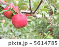 りんご 5614785