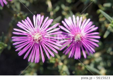 リビングストンデージー リビングストンデージー 5615023