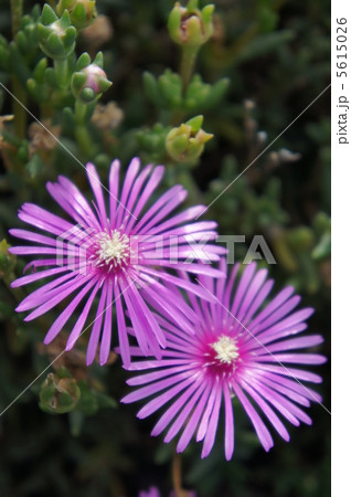 リビングストンデージー 5615026