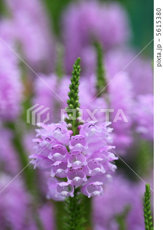 カクトラノオ カクトラノオ 5615380