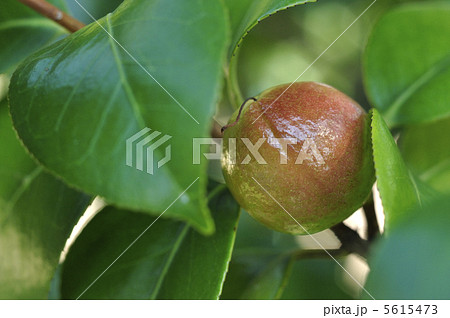 ヤブツバキの実 ヤブツバキの実 5615473