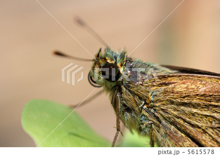 イチモンジセセリ 5615578