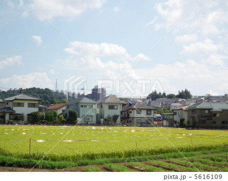 田んぼ 防鳥 田んぼ 防鳥 5616109