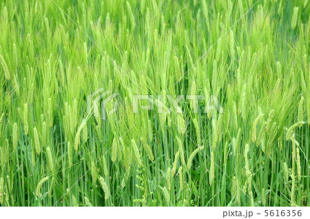 麦畑 麦畑 5616356