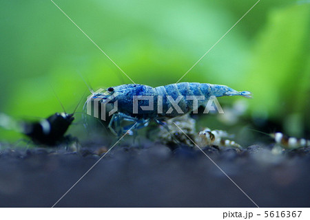 ターコイズシュリンプ 5616367