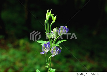 タンナトリカブト 5616388