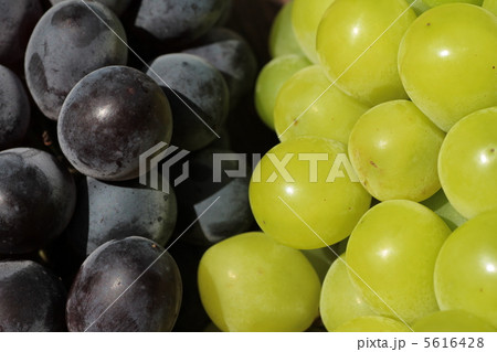 甘くて美味しい広島県産のシャインマスカットニューベリー 甘くて美味しい広島県産のシャインマスカットニューベリー 5616428