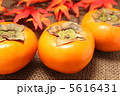 柿 5616431