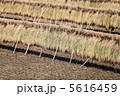 稲穂 5616459