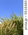 稲穂 5616460
