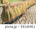 稲穂 5616461
