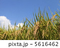 稲穂 5616462
