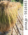 稲穂 5616463