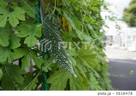 ゴーヤ　緑のカーテン 5616478