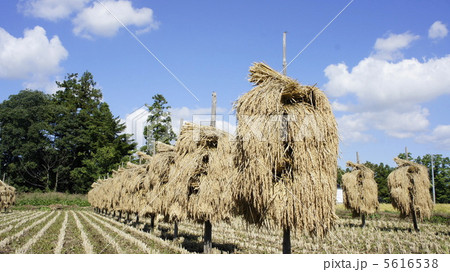 秋の　田園風景 5616538