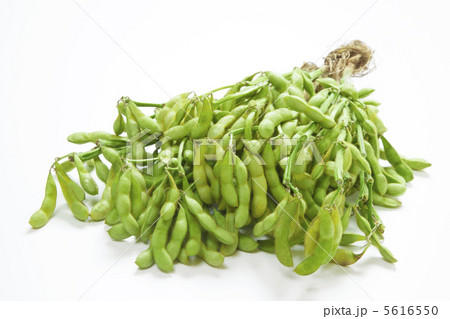 丹後の黒枝豆 丹後の黒枝豆 5616550