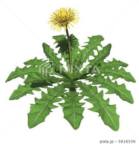 タンポポ3のイラスト素材 [5616556] - PIXTA