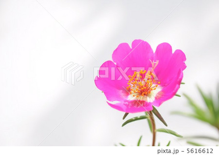 夏の花松葉ぼたん 5616612