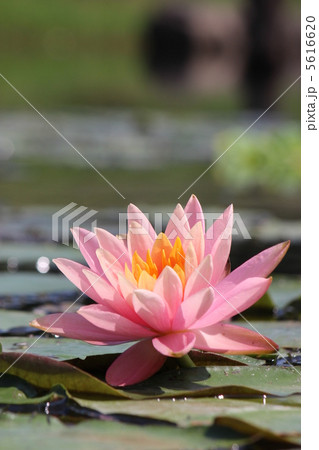 スイレン 5616620
