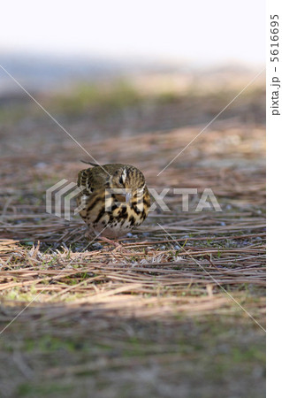 ビンズイ 5616695