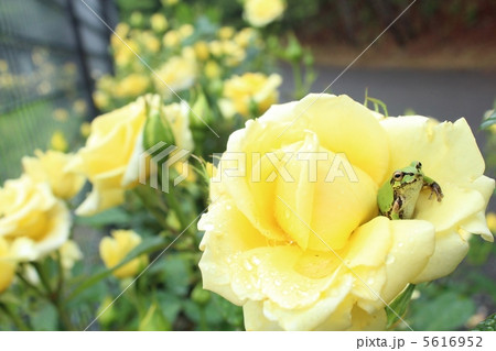 バラから顔をだすカエル 5616952