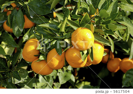 温州蜜柑 5617504