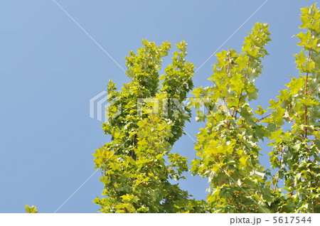 メープルリーフ 5617544