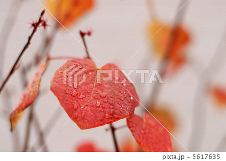 マルバノキ 5617635