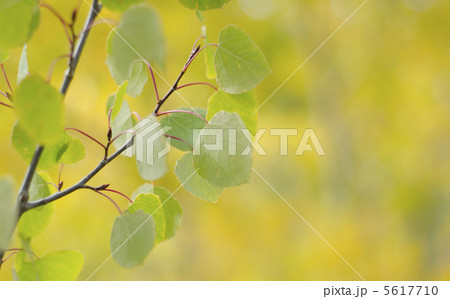 秋のアスペン 5617710