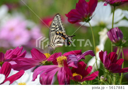 コスモスとキアゲハ コスモスとキアゲハ 5617881