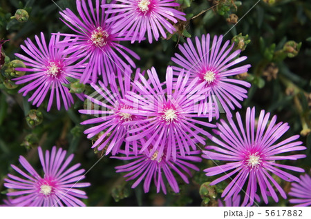 リビングストンデージー 5617882