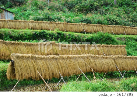 イネ干し 5617898