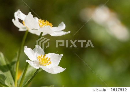 高山植物 5617959